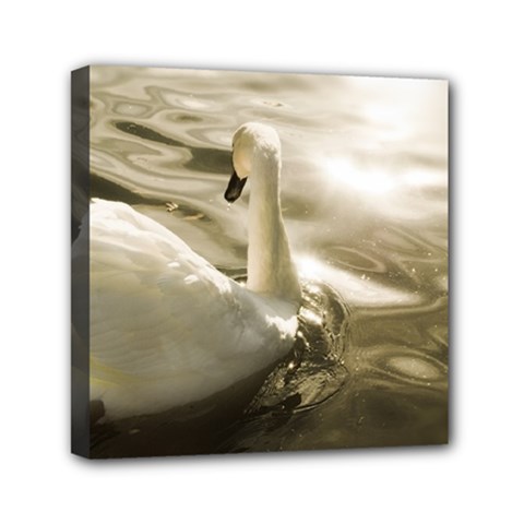 Swan 6  X 6  Framed Canvas Print by artposters