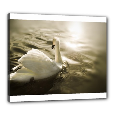 Swan 20  X 24  Framed Canvas Print by artposters