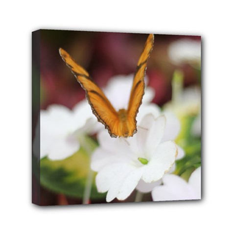 Butterfly 159 Mini Canvas 6  X 6  (framed) by pictureperfectphotography