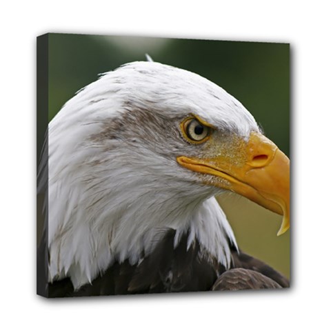 Bald Eagle (2) Mini Canvas 8  X 8  (framed) by smokeart