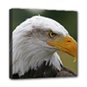 Bald Eagle (2) Mini Canvas 8  x 8  (Framed) View1
