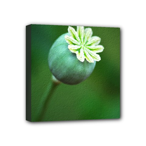 Poppy Capsules Mini Canvas 4  X 4  (framed) by Siebenhuehner