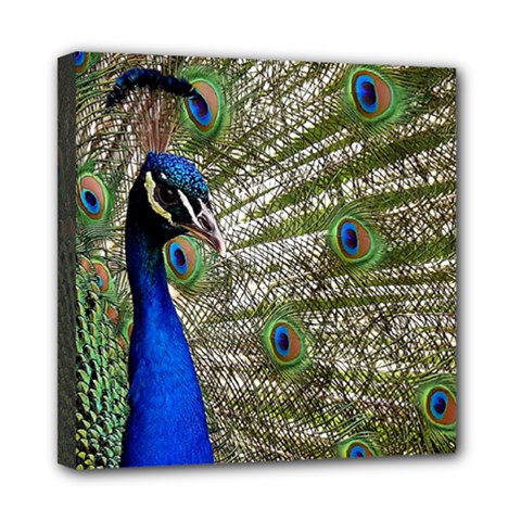 Peacock Mini Canvas 8  X 8  (framed) by Siebenhuehner