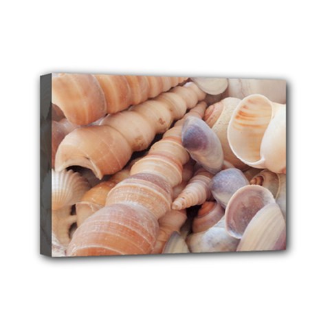 Sea Shells Mini Canvas 7  X 5  (framed) by yoursparklingshop