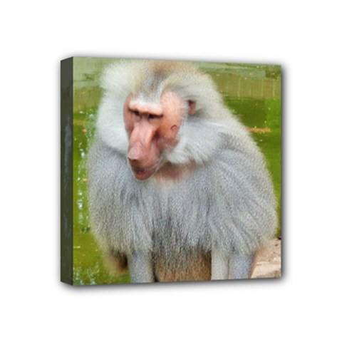 Grey Monkey Macaque Mini Canvas 4  X 4  (framed) by yoursparklingshop