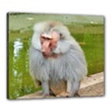 Grey Monkey Macaque Canvas 24  x 20  (Framed) View1