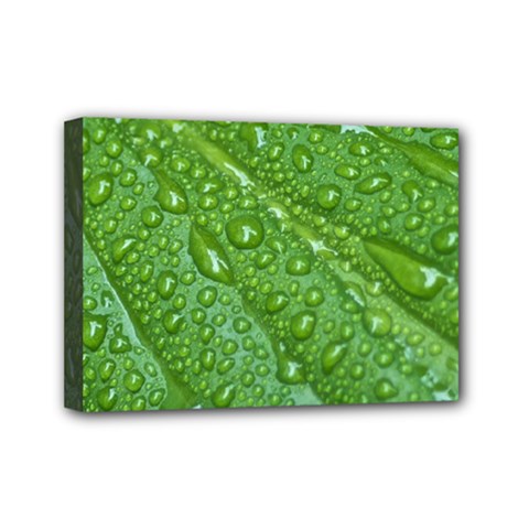 Green Leaf Drops Mini Canvas 7  X 5  by trendistuff