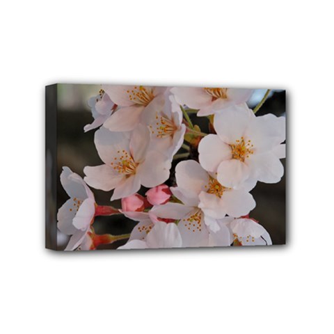 Sakura Mini Canvas 6  X 4  by trendistuff