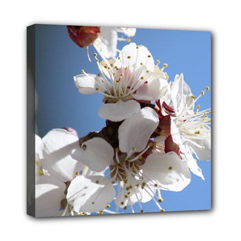 Apricot Blossoms Mini Canvas 8  X 8  by trendistuff