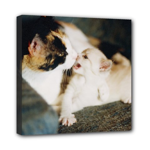 Calico Cat And White Kitty Mini Canvas 8  X 8  by trendistuff