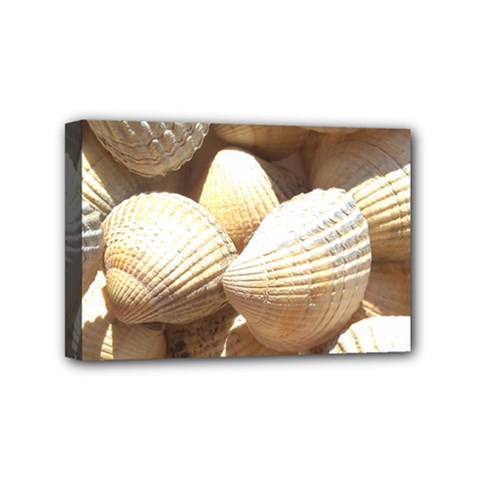 Tropical Exotic Sea Shells Mini Canvas 6  X 4  by yoursparklingshop