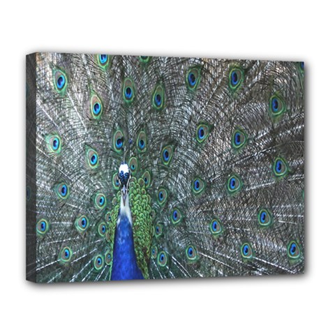Peacock Four Spot Feather Bird Canvas 14  X 11  by Nexatart