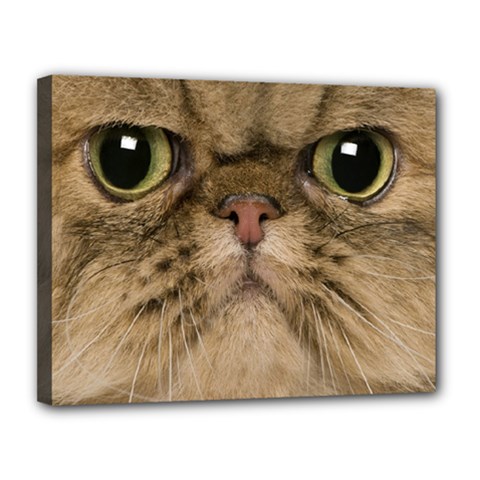 Cute Persian Catface In Closeup Canvas 14  X 11  by BangZart