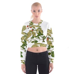 Berries Berry Food Fruit Herbal Cropped Sweatshirt by Nexatart