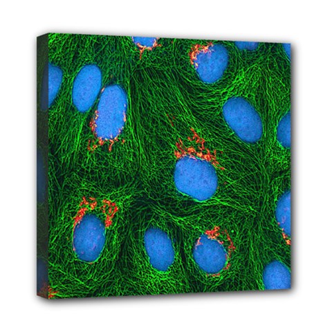 Fluorescence Microscopy Green Blue Mini Canvas 8  X 8  by Mariart