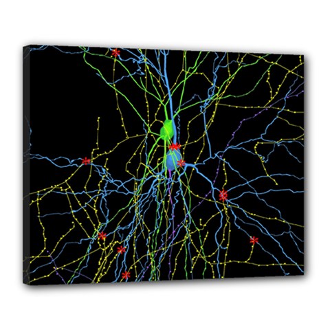 Synaptic Connections Between Pyramida Neurons And Gabaergic Interneurons Were Labeled Biotin During Canvas 20  X 16  by Mariart