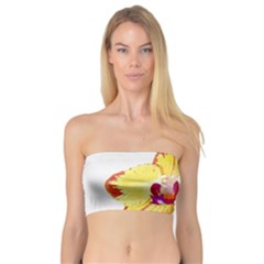 Phalaenopsis Yellow Flower, Floral Oil Painting Art Bandeau Top by picsaspassion