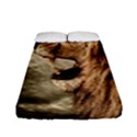 Roaring Lion Fitted Sheet (Full/ Double Size) View1
