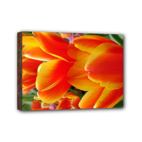20180115 144714 Hdr Mini Canvas 7  X 5  by AmateurPhotographyDesigns