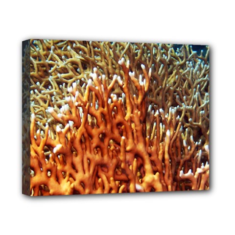 Fire Coral 1 Canvas 10  X 8  by trendistuff