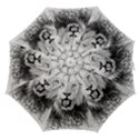 Lion Wildlife Art And Illustration Pencil Straight Umbrellas View1