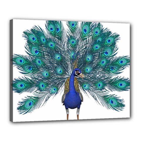 Peacock Bird Peacock Feathers Canvas 20  X 16  by Sapixe