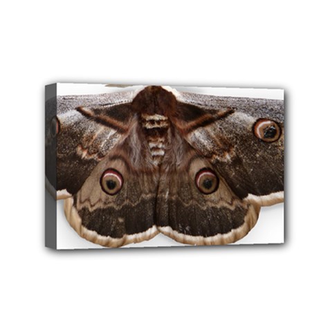Night Butterfly Butterfly Giant Mini Canvas 6  X 4  by Sapixe