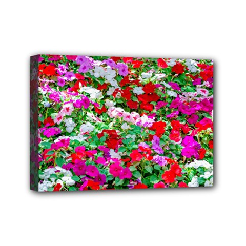 Colorful Petunia Flowers Mini Canvas 7  X 5  by FunnyCow