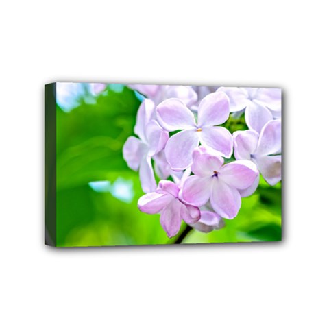 Elegant Pink Lilacs In Spring Mini Canvas 6  X 4  by FunnyCow