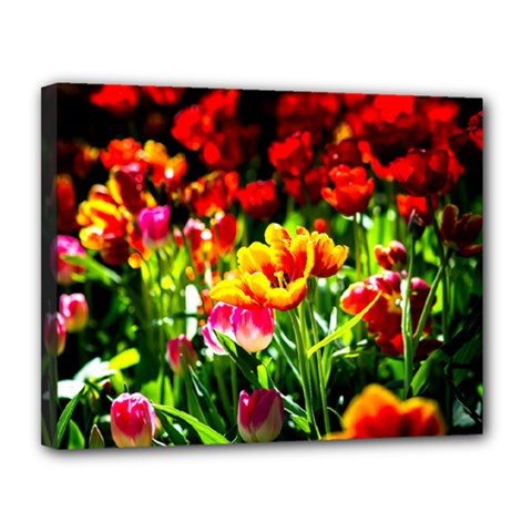 Colorful Tulips On A Sunny Day Canvas 14  X 11  by FunnyCow