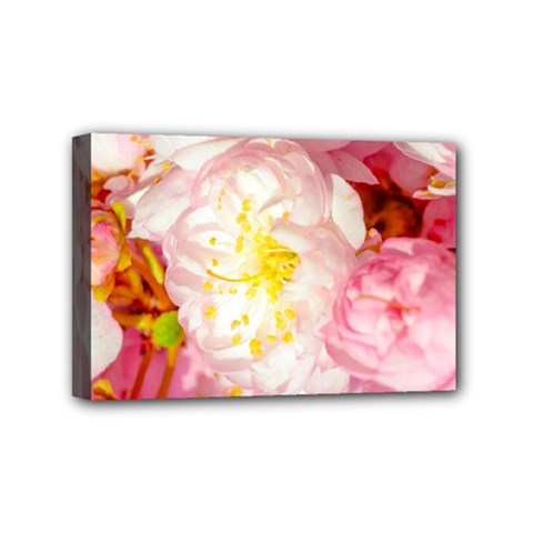 Pink Flowering Almond Flowers Mini Canvas 6  X 4  by FunnyCow