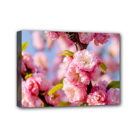 Flowering Almond Flowersg Mini Canvas 7  X 5  by FunnyCow