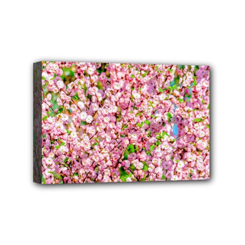 Almond Tree In Bloom Mini Canvas 6  X 4  by FunnyCow
