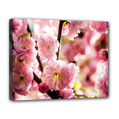 Blooming Almond At Sunset Canvas 14  X 11  by FunnyCow