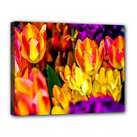 Fancy Tulip Flowers In Spring Canvas 14  X 11  (stretched) by FunnyCow