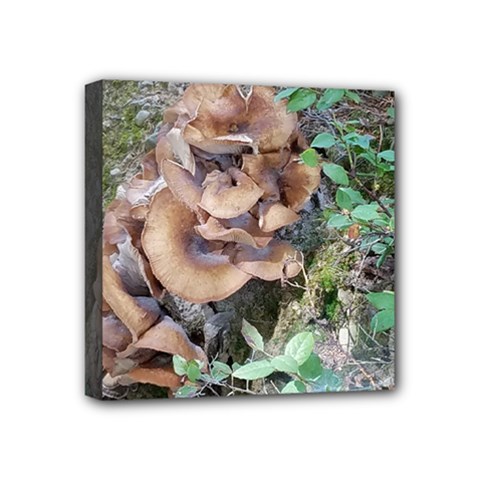 Abstract Of Mushroom Mini Canvas 4  X 4  (stretched) by canvasngiftshop