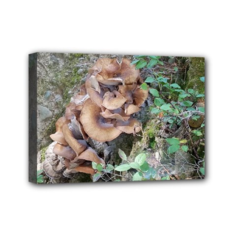 Abstract Of Mushroom Mini Canvas 7  X 5  (stretched) by canvasngiftshop