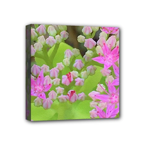 Hot Pink Succulent Sedum With Fleshy Green Leaves Mini Canvas 4  X 4  (stretched) by myrubiogarden