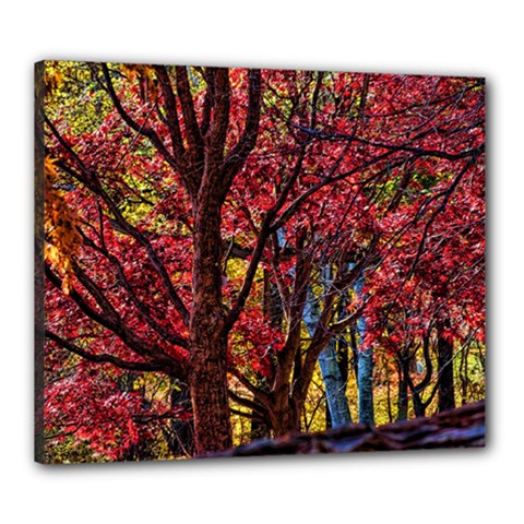 Autumn Colorful Nature Trees Canvas 24  X 20  (stretched) by Sudhe