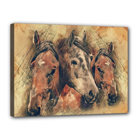 Head Horse Animal Vintage Canvas 16  X 12  (stretched) by Sudhe