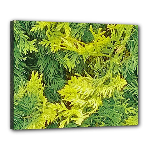Garden Of The Phoenix Canvas 20  X 16  (stretched) by Riverwoman
