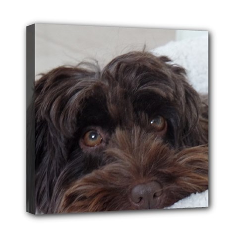 Laying In Dog Bed Mini Canvas 8  X 8  (stretched) by pauchesstore