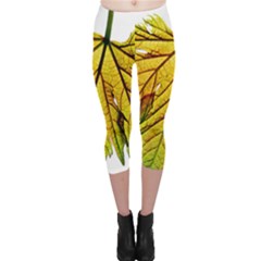 Leaf Grape Vine Sunlight Garden Capri Leggings  by Pakrebo