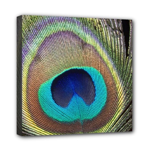 Peacock Feather Close Up Macro Mini Canvas 8  X 8  (stretched) by Pakrebo