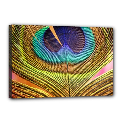 Peacock Feather Bird Colorful Canvas 18  X 12  (stretched) by Pakrebo
