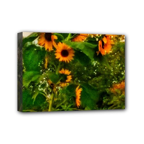 Sunflowers Mini Canvas 7  X 5  (stretched) by okhismakingart