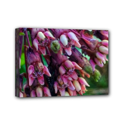 Milkweed Mini Canvas 7  X 5  (stretched) by okhismakingart