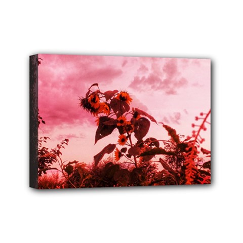 Red Sunflowers Mini Canvas 7  X 5  (stretched) by okhismakingart