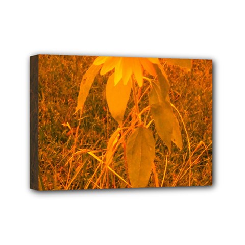 Yellow Sunflower Mini Canvas 7  X 5  (stretched) by okhismakingart