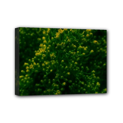 Green Goldenrod Mini Canvas 7  X 5  (stretched) by okhismakingart